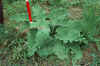 FosD107.JPG (143423 bytes)