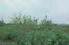 FosD25.JPG (87253 bytes)